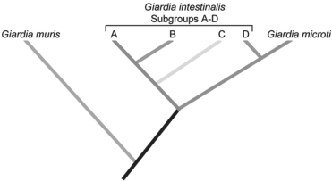 <strong>Use the following information to answer the corresponding questions). Giardia intestinalis can cause disease in several different mammalian species, including humans. Giardia organisms G. intestinalis) that infect humans are similar morphologically to those that infect other mammals; thus, they have been considered a single species, though other species in the Giardia genus infect other organisms. However, G. intestinalis has been divided into different subgroups based on their host and a few other characteristics. In 1999, a DNA sequence comparison study tested the hypothesis that these subgroups actually constitute different species. T following phylogenetic tree was constructed from the sequence comparison of rRNA from several subgroups of G. intestinalis few other morphologically distinct species of Giardia. The researchers concluded that the subgroups of Giardia are sufficiently different from one another genetically that they could be considered different species. T. Monis et al. 1999. Molecular systematics of the parasitic protozoan Giardia intestinalis. Mol. Biol. Evol. 16[9]:1135- 44.)   Figure 27.1 According to the phylogenetic tree in the figure above, Giardia intestinalis constitutes a _ group.</strong> A) paraphyletic B) polyphyletic C) monophyletic <div style=padding-top: 35px> 