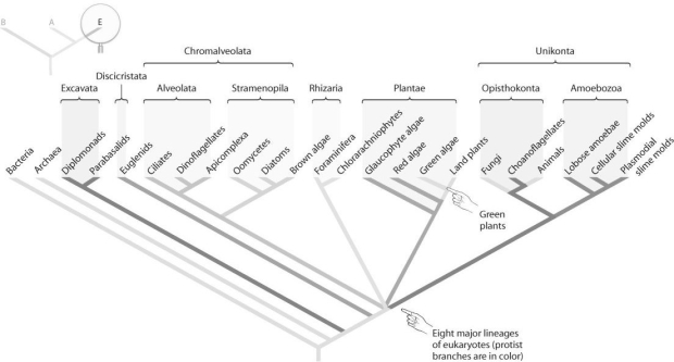 <strong> Figure 27.2 -Refer to the figure above and consider the following data: Brown algae protists) include unicellular and multicellular organisms. Red algae protists) include unicellular and multicellular organisms. Amoebae protists) include unicellular and multicellular organisms. Which of the following conclusions is consistent with the data presented?</strong> A) Multicellularity evolved once; thus, animals are derived from the most recently evolved protists. B) Multicellularity is a synapomorphy that defines a eukaryote. C) Multicellularity evolved multiple times as eukaryotes diversified. D) Multicellularity is more adaptive than unicellularity. E) None of the above answers apply.