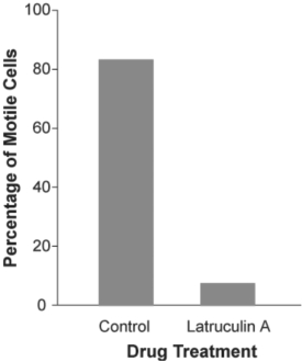 <strong>Use the following information when answering the corresponding questions). The mechanism of cell crawling in protist species is not well defined. The textbook states that pseudopodia extension involves interactions between actin and myosin the same molecules that are involved in mammalian muscle contraction). However, p the study described below, no one had provided convincing data that actin and myosin were actually involved in cell crawlin protists. Anatomical studies had identified the cytoskeletal protein actin just below the surface of the cell membrane in severa of protist, but physiological studies had failed to show a functional link between actin, myosin, and cell crawling. In a study by N. Poulsen et al. Diatom gliding is the result of an actin- myosin motility system, Cell Motility and the Cytoskeleto 1999):23- 22), researchers tested whether motility in a particular species of diatom involves interactions between actin and myosin. Figure 27.3 Latrunculin A is a reversible toxin that disrupts the formation of actin fibers. A culture of a particular species of diatom was treated with this toxin diluted in a buffer, while another culture was treated only with the buffer no toxin; control). The motility of cells in each culture was assessed by counting the number of cells that were moving during a defined period of time. Which of the following conclusion statements is reasonable based on the data in the bar graph above?</strong> A) In this species of diatom, fully formed actin fibers are necessary for movement. B) The buffer alone largely inhibited movement in this species of diatom. C) Formation of actin fibers is not necessary for the movement in this species of diatom.
