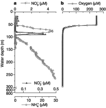 <strong> Figure 26.1 Bacteria able to perform the NH<sub>4</sub><sup>+</sup><sup> </sup>+ NO<sub>2</sub><sup>-</sup><sup> </sup><sup> </sup>-N<sub>2</sub><sub> </sub>+ 2H<sub>2</sub>O reaction have been discovered in laboratory bioreactors and wastewater treatment systems. Researchers predicted that these bacteria should exist in oceans. They measured the concentration of NH<sub>4</sub><sup>+</sup>, NO<sub>2</sub><sup>- </sup>, NO<sub>3</sub><sup>- </sup>, and O<sub>2 </sub>in the Black Sea as a function of water depth M. Kuypers et al. 2003 Anaerobic ammonium oxidation by anammox bacteria in the Black Sea. Nature 422:608- 11) to determine where in the sea the bacteria might live. Analyzing data presented in Figure 26.1 above, at what depth would you expect to find the bacteria? Note: In the figure, different scales are used to show concentrations of NH<sub>4</sub><sup>+</sup>, NO<sub>2</sub><sup>- </sup>, NO<sub>3</sub><sup>- </sup>, and O<sub>2</sub>.)</strong> A) in the top 5 metres B) below 100 metres C) in the top 50 metres D) at a depth of 92 metres E) at a depth of 75 metres