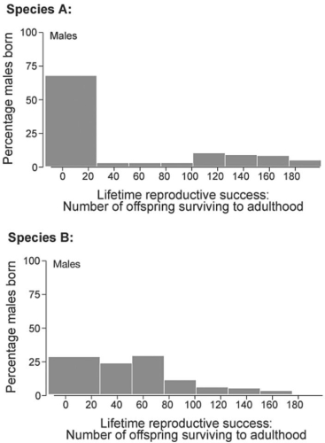 <strong>  Figure 23.4  -Refer to Figure 23.4. Male reproductive success, measured as the number of offspring surviving to adulthood pupating), is found for two closely related beetle species and graphed above. Which of these statements would you expect to be true of sexual dimorphism in the two species?</strong> A) Species A should have greater sexual dimorphism than species B. B) Species B should have greater sexual dimorphism than species A. C) Species A and B should have about equal amounts of sexual dimorphism. D) Neither species should show any sexual dimorphism. <div style=padding-top: 35px> 