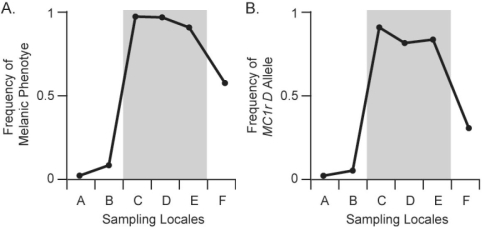 <strong>  Figure 22.2 The distribution of pocket- mouse coat colours in several Arizona populations is associated with substrate colour Some populations live on light- coloured granite substrate, and others live on dark volcanic rock. In Figure 22.2, chart A shows the frequency of the melanic dark) coat phenotype across six populations. Populations C, D, and E live on dark volcanic rock; populations A, B, and F live on light- coloured granite. Chart B shows the Frequency of the Melanocortin- 1 receptor Mc1r) allele across these populations. The Mc1r alleles, D and d, differ by four amino acids; mice with DD and Dd genotypes have dark coats, whereas mice with dd genotype are light coloured. Which of the following statements best interprets the results shown in charts A and B?</strong> A) Frequency of the D allele is closely associated with both the melanic phenotype and the presence of dark substrate colour. B) Frequency of the D allele is closely associated with the melanic phenotype, but is unrelated to the presence of dark substrate colour. C) Frequency of the D allele is not associated with the melanic phenotype, but is associated with the presence of dark substrate colour. D) Frequency of the D allele is associated neither with the melanic phenotype nor with the presence of dark substrate colour. E) Frequency of the D allele does not vary. <div style=padding-top: 35px> 