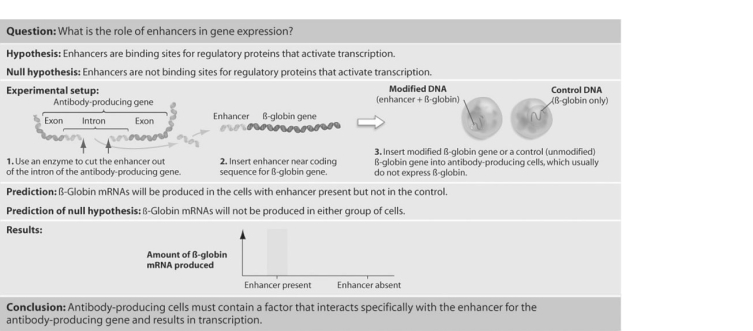 <strong> Figure 19.1 -Predict what would occur in the experiment shown in Figure 19.1 if Tonegawa and colleagues had mistakenly inserted the antibody gene enhancer in reverse orientation backward) into the fi- globin gene.</strong> A) There would be transcription of the fi- globin gene, but on the opposite strand of DNA from the one normally transcribed. B) There would be minute levels of fi- globin gene expression in the antibody- producing cells. C) There would be little difference in the results of this experiment and the one shown in the figure. D) There would be no fi- globin gene expression in the antibody- producing cells.