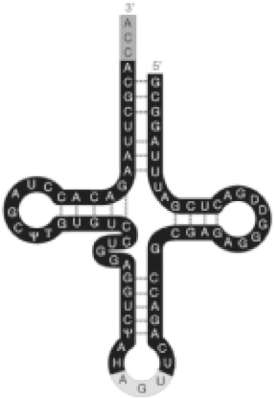 <strong> Figure 17.3 Refer to Figure 17.3. What is the function of the AGU on the loop of the tRNA?</strong> A) It is the active site of this ribozyme. B) It base pairs with the codon of mRNA. C) It stabilizes the tRNA- amino acid complex. D) It attaches to the amino acid.