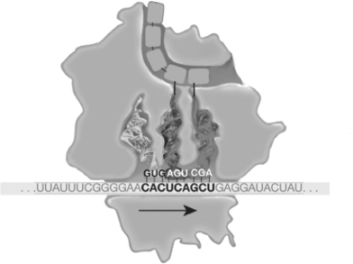 <strong> Figure 17.4 Refer to Figure 17.4. During elongation, which site in the ribosome represents the location where a codon is being read?</strong> A) P site B) small subunit C) E site D) A site
