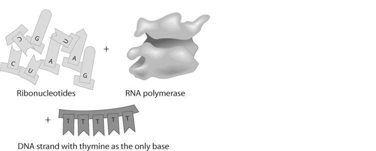 <strong> Figure 16.4 Codons, the three base sequences that code for specific amino acids, are part of</strong> A) protein. B) mRNA. C) rRNA. D) tRNA.