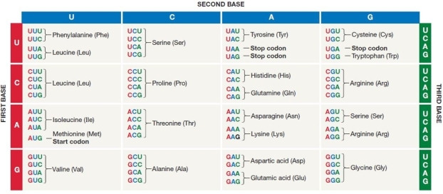 <strong>Use the figure to answer the following questions). Figure 16.5 Refer to Figure 16.5. A possible sequence of nucleotides in the template strand of DNA that would code for the polypeptide sequence Phe- Leu- Ile- Val would be</strong> A) 3' AAA- GAA- TAA- CAA 5'. B) 5' TTG- CTA- CAG- TAG 3'. C) 3' AAC- GAC- GUC- AUA 5'. D) 3' AAA- AAT- ATA- ACA 5'. E) 5' AUG- CTG- CAG- TAT 3'.
