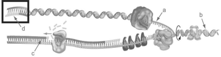<strong> Figure 15.2 Identify the lagging strand in Figure 15.2.</strong> A) a B) b C) c D) d