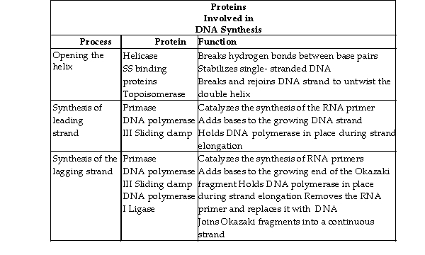 <strong>What can you infer from the information presented in this table? </strong> A) DNA polymerase I and DNA polymerase III have different functions. B) The sliding clamp molecule is a ribozyme. C) DNA polymerase I and DNA polymerase III are the same enzyme found in different organisms. D) Topoisomerase is involved in proofreading activity.