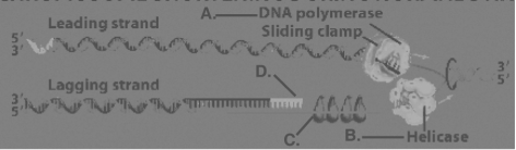 Figure 15.3 -Refer to Figure 15.3. Which of the structures in the figure breaks hydrogen bonds between complementary bases?