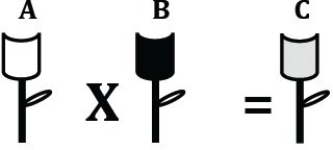 <strong> Figure 14.2 In the figure above, flower A was crossed with flower B to produce flower C. The phenotype of flower C is the result of</strong> A) aneuploidy. B) codominance. C) the passing on of a sex- linked trait. D) incomplete dominance.