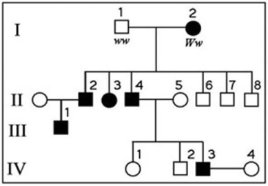 <strong>The following questions) refer to the pedigree chart in the figure provided for a family, some of whose members exhibit the dominant trait, W. Affected individuals are indicated by a dark square or circle. What is the genotype of individual II- 5?</strong> A) ww B) WW C) Ww D) WW or ww E) ww or Ww