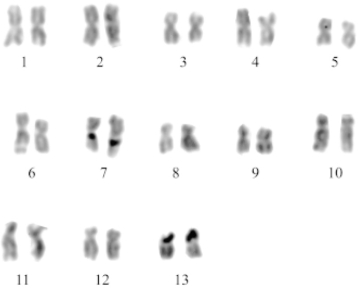 <strong> Figure 13.2 The karyotype shown above is that of a snail, Pomacea patula catemacensis. What is the diploid number for this organism?</strong> A) 46 B) 26 C) 7 D) 13
