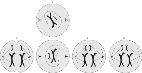 <strong> Figure 13.4 Refer to Figure 13.4. Put the stages of meiosis shown here in the order that they would occur in a cell.</strong> A) a, b, c, d B) a, c, d, b C) c, a, b, d D) c, a, d, b