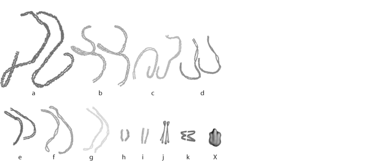 <strong> Figure 13.5 Grasshoppers have 11 pair of autosomes, and one sex chromosome. Which chromosome in Figure 13.5 is the sex chromosome?</strong> A) j B) e C) X D) k