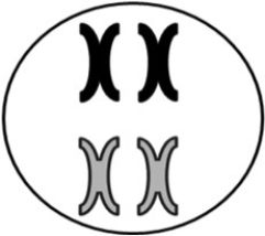 <strong> Figure 13.6 In the diploid cell above there are chromosomes and chromatids.</strong> A) 2; 8 B) 2; 2 C) 8; 8 D) 4; 4 E) 4; 8 F) 2; 4