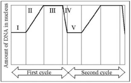 <strong> In the figure provided, G<sub>1 </sub>is represented by which numbered parts) of the cycle?</strong> A) V only B) III only C) IV only D) I or V E) II or IV