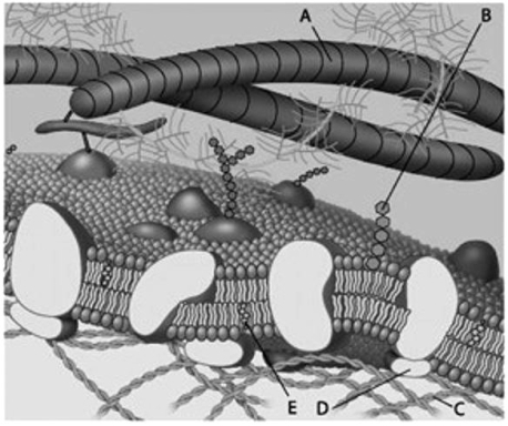 <strong>Which component is a protein fibre of the extracellular matrix?  </strong> A) A B) B C) C D) D E) E <div style=padding-top: 35px> 