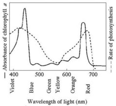 <strong>The figure provided shows the absorption spectrum for chlorophyll a and the action spectrum for photosynthesis. Why are they different?  </strong> A) Bright sunlight destroys photosynthetic pigments. B) Aerobic bacteria take up oxygen, which changes the measurement of the rate of photosynthesis. C) Green and yellow wavelengths inhibit the absorption of red and blue wavelengths. D) Other pigments absorb light in addition to chlorophyll a. E) Oxygen given off during photosynthesis interferes with the absorption of light. <div style=padding-top: 35px> 