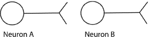 <strong>Consider the synapse shown schematically here. If neuron A causes neuron B to become hyperpolarized relative to B's resting state,</strong> A)neuron B is more likely to fire its own action potential. B)neuron B is less likely to release neurotransmitter molecules from its own axon terminal. C)neuron B is more likely to absorb extracellular potassium through voltage-gated channels. D)neuron B is less likely to absorb extracellular sodium through the sodium-potassium pump.