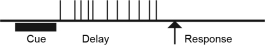 <strong>You conduct a single-cell recording study of a lateral prefrontal cortical cell while an animal performs a delayed-response task. Which of the following response profiles best matches the behavior of the cell if it is primarily involved in working memory function? (Each vertical line represents an action potential.)</strong> A) B) C) D)