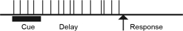 <strong>You conduct a single-cell recording study of a lateral prefrontal cortical cell while an animal performs a delayed-response task. Which of the following response profiles best matches the behavior of the cell if it is primarily involved in working memory function? (Each vertical line represents an action potential.)</strong> A) B) C) D)