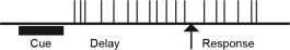 <strong>You conduct a single-cell recording study of a lateral prefrontal cortical cell while an animal performs a delayed-response task. Which of the following response profiles best matches the behavior of the cell if it is primarily involved in working memory function? (Each vertical line represents an action potential.)</strong> A) B) C) D)