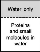 <strong>In the process of dialysis, a special semipermeable membrane allows both small molecules and water to pass through, but not large protein molecules.These membranes are used to separate these small molecules and ions from much larger proteins.If a mixture of proteins and small molecules were separated from pure water by a dialysis membrane as shown in the figure, which way would the molecules flow? </strong> A)Both water and small molecules would pass through into the pure water. B)Only the proteins would pass through into the pure water. C)Water would enter the solution while small molecules would pass through into the pure water. D)Only small molecules would pass through the membrane; water and proteins would not. E)Only water would pass through the membrane into the solution.