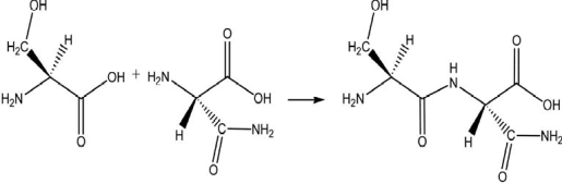 <strong>The following reaction produces a peptide.Which statement about this reaction is NOT correct? </strong> A)In this reaction, an amino group reacts with a carboxylic acid group. B)This condensation reaction produces a peptide bond. C)An amide group is formed in this reaction. D)The peptide shown is the only possible product produced by this reaction. E)Two amino acids are linked together by this reaction.