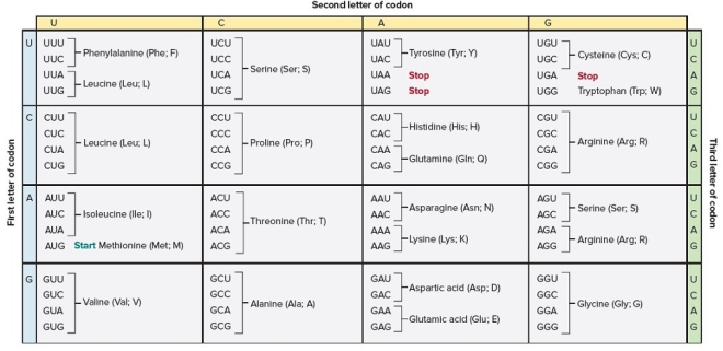 <strong> Using the genetic code,how many amino acids are encoded by the following sequence from the start codon and up to the stop codon? AUGCUUGACUAAGUCCCC</strong> A) 0 B) 1 C) 2 D) 3 E) 5 F) 6