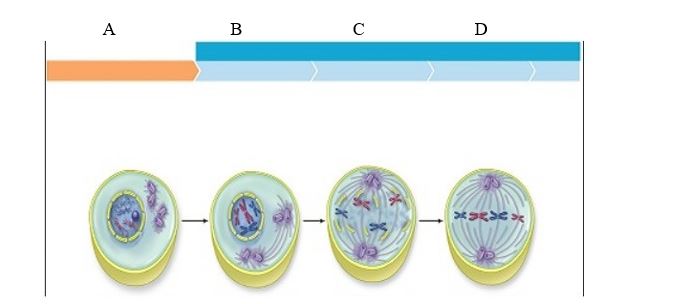 <strong>Accessibility: Keyboard Navigation The plant cell in the image labeled A is in the cell cycle stage</strong> A) interphase. B) prophase. C) anaphase. D) telophase. E) metaphase.