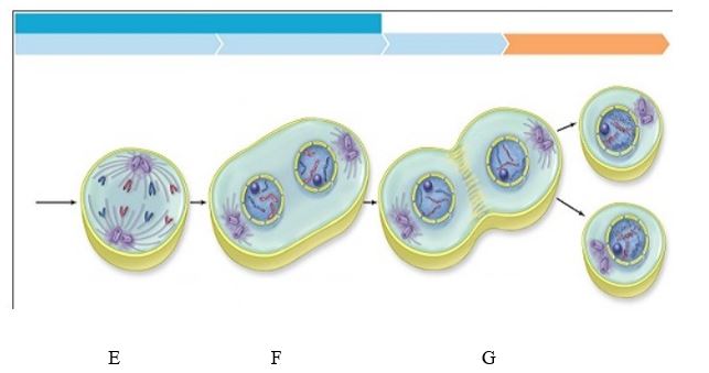 <strong>Accessibility: Keyboard Navigation The plant cell in the image labeled A is in the cell cycle stage</strong> A) interphase. B) prophase. C) anaphase. D) telophase. E) metaphase.