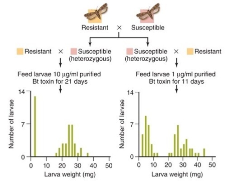 In these data, the parental generation characteristics (resistant or susceptible) are shown at the top. -What did the researchers conclude from the data shown in the figure?