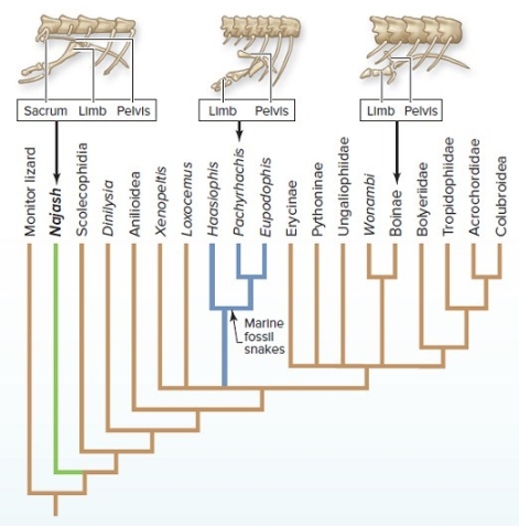 <strong> In the section Investigating Life: Evolving Backwards, what was hypothesized about the loss of legs in modern-day snakes?</strong> A) Snakes descended from land-dwelling ancestors. B) Snakes descended only from burrowing lizards on land. C) Snakes descended only from marine lizards. D) Snakes do not have forelimbs or hindlimbs. E) Some extant snakes have forelimbs or hindlimbs.
