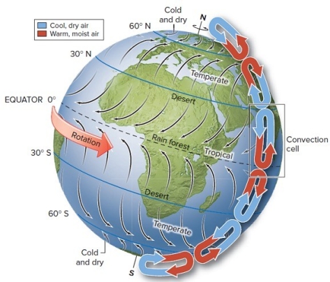 -Within convection cells,warm moist air rises from the equator and descends at 20-30 degrees from the equator.Convection cells are partially responsible for the distribution of which two biomes?