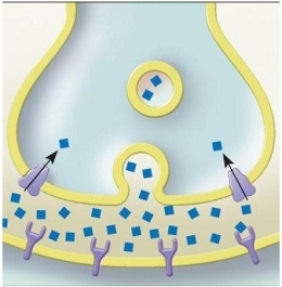 <strong> The diagram shows a</strong> A) neuron cell body. B) synapse. C) neuroglial cell. D) myelin sheath. E) meninge.
