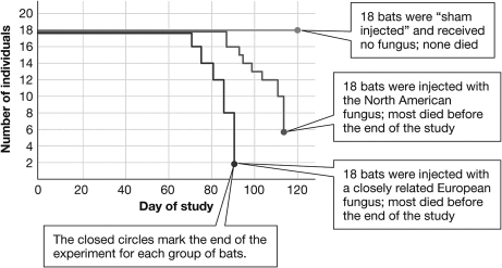 <strong>Researchers hypothesized that a North American fungus not only caused symptoms of white-nose syndrome (WNS)but also caused death.The results from their experiment are shown in the graph below.Based on this graph,which of the following hypotheses would be the MOST logical hypothesis for further studies? </strong> A) Sham injected bats have a higher mortality rate than bats that are not injected. B) Bats injected with the North American fungus are less likely to care for their offspring than sham injected bats. C) Bats injected with European fungus have a lower mortality rate than sham injected bats. D) Other species of bats injected with European fungus will experience death.