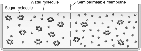 <strong>Examine the figure below.Assume each sugar molecule represents a percentage point of sugar dissolved in the solution.Over time,the solution level on the left side of the figure would ________,while the solution level on the right side of the figure would ________.This is because the solution on the left side of the figure is ________,while the solution on the right side of the figure is ________. </strong> A) rise; decrease; hypertonic; hypotonic B) decrease; rise; hypertonic; hypotonic C) decrease; rise; hypotonic; hypertonic D) There will be no net movement of water because the solutions are isotonic.
