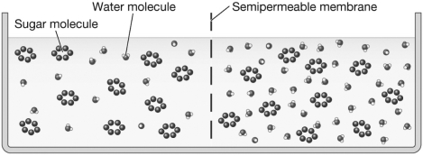 <strong>Examine the figure below.Assume each sugar molecule represents a percentage point of sugar dissolved in the solution.Over time,the solution level on the left side of the figure would ________,while the solution level on the right side of the figure would ________.This is because the solution on the left side of the figure is ________,while the solution on the right side of the figure is ________. </strong> A) rise; decrease; hypertonic; hypotonic B) decrease; rise; hypertonic; hypotonic C) decrease; rise; hypotonic; hypertonic D) There will be no net movement of water because the solutions are isotonic.