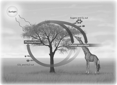 <strong>The illustration below indicates that photosynthesis and cellular respiration are both complementary and balanced.An excess of sugars produced fossil fuels like coal and petroleum; this suggests that in the past, </strong> A) the amount of photosynthesis occurring exceeded the amount of cellular respiration. B) sugars were only one of several products of photosynthesis. C) reduced carbon-rich molecules could be produced independently from the photosynthetic process. D) the energy release from respiration must have exceeded energy use in photosynthesis.