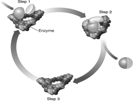 <strong>The image below diagrams the action of an enzyme.Notice that the enzyme is depicted as being more tightly wrapped around the substrates in step 2 than it is in step 1.Why is this? </strong> A) When a substrate locks into the active site of an enzyme, the enzyme changes shape to mold itself around the substrates. B) Generally, the size of a substrate is larger than the size of the active site into which it must fit. When the substrate enters the active site, the active site must stretch to fit. C) Before catalysis can occur, a substrate must change its shape so that it fits into the active site of the enzyme more precisely. D) Most active sites are only designed to hold one substrate. In this image, two substrates enter the active site, creating a tighter fit.