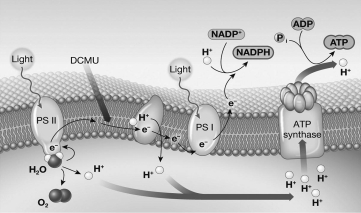 <strong>The chemical 3-(3,4-dichloro-phenyl)-1,1-dimethylurea (DCMU)blocks the movement of electrons at the point indicated by the black,downward-pointing arrow in the figure below.Which of the following would be an immediate effect of treating a chloroplast with this drug? </strong> A) Water molecules would be split at a faster rate. B) The amount of NADPH produced by the light reactions would increase. C) A proton gradient would not be created, so ATP could not be made. D) The production of water would increase.