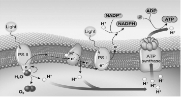 <strong>Examine the illustration below.Which statement best summarizes the contribution of photosystem I (PS I)during photosynthesis? </strong> A) PS I provides the initial energy boost to the electrons on their way to photosystem II (PS II). B) PS I energizes electrons that initially accumulate within the thylakoid space and eventually drive ATP synthesis. C) PS I energizes electrons that are transported by NADPH to the Calvin cycle and will eventually reduce the carbon in CO₂. D) PS I regulates the transmembrane passage of protons through the thylakoid membrane.