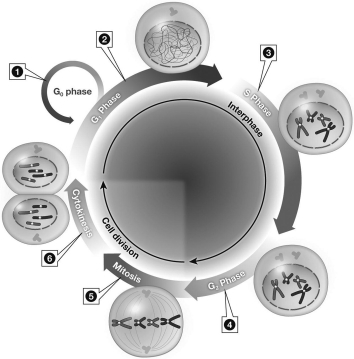 <strong>According to the image below,during which phase of the cell cycle does the cell increase in size in preparation for division? </strong> A) Region 1 B) Region 2 C) Region 3 D) Region 4