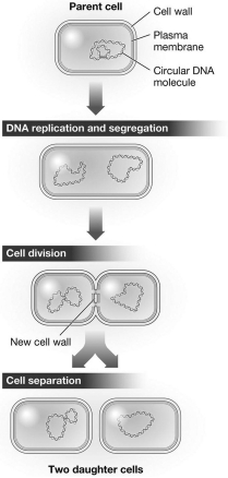 <strong>The process shown in the figure below could produce two ________ cells. </strong> A) identical skin B) genetically unique sperm C) cloned red blood D) identical prokaryotic