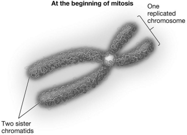 <strong>The circle near the center of the replicated chromosome below represents a </strong> A) chromatid. B) centromere. C) centriole. D) homologous chromosome.
