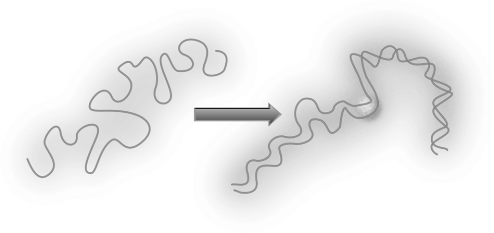 Describe the two structures seen below.When would they most likely be present in the cell cycle?