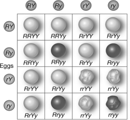 <strong>The 9:3:3:1 ratio of phenotypes that occurs in the F2 generation of the cross shown below can be explained using </strong> A) blending inheritance. B) Mendel's law of segregation only. C) Mendel's law of independent assortment only. D) both the laws of segregation and independent assortment.