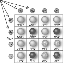 <strong>In the Punnett square shown below,the lettered circles on the top and left of the square (indicated by the arrows)represent the </strong> A) offspring that will be produced by the cross. B) genotypes of the parents involved in the cross. C) gametes that may be produced by each parent involved in the cross. D) offspring that could be produced by the cross.