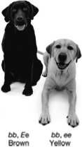 <strong>The figure shown below indicates two Labrador retrievers that are both homozygous recessive for fur color.One dog is brown and the other is yellow due to </strong> A) pleiotropy. B) codominance. C) epistasis. D) incomplete dominance.